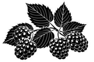 Striking Black and White Illustration of Ripe Blackberries on the Bush, Featuring Detailed Leaves, Evoking a Rustic and Elegant Mood vector
