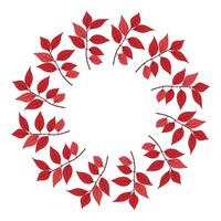 Circle frame of red ash tree branch. vector