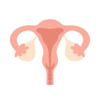 Female reproductive system, showing uterus, ovaries, and fallopian tubes flat illustration on a white background. Medical, educational, or health-related content vector