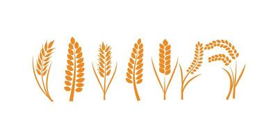 Set of wheats ears icons and wheat design elements. Harvest wheat grain, growth rice stalk and whole bread grains or field cereal nutritious vector