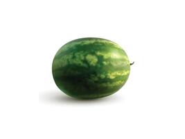 Whole watermelon on a white background vector