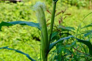 Fresh Corn Growing in the Field with Green Leaves photo