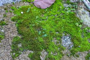Moss Growing on Stone Surface with a Leaf photo