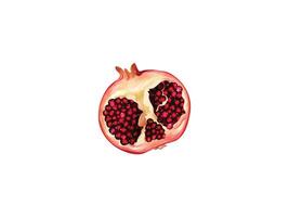 Illustration of a cut pomegranate fruit vector