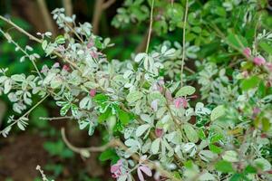 Close-up of Variegated Plant with White and Green Leaves photo