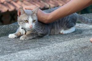 Person Petting a Gray Cat Outdoors on a Concrete Surface photo