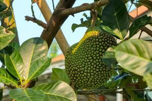 Hanging Jackfruit on Tree with Green Leaves in Daylight photo