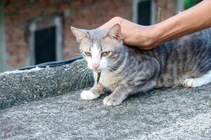 Petting a Gray Tabby Cat Outdoors on Concrete Surface photo
