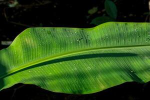 Close-up Green Leaf with Water Droplets Lit by Sunlight photo