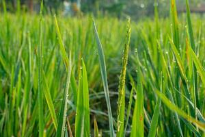 Rice Field with Dew Drops on Blades of Grass in Morning Light photo