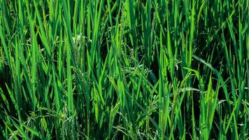 Close Up of Growing Rice Plants in a Paddy Field photo