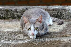 Gray Cat Lying Down Resting on Concrete Outdoor Looking Directly at Camera photo