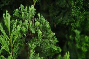 Closeup of Juniper Branches with Fresh Green Needles in Natural Light photo