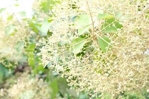 Blooming Teak Tree Flowers with Fresh Green Leaves in Soft Sunlight photo