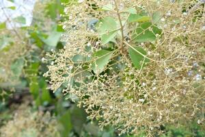Blooming Teak Tree Branches with Small White Flowers and Green Leaves photo