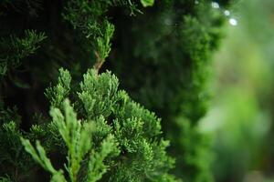 Close-up of Green Cypress Tree Branches in a Natural Outdoor Setting photo