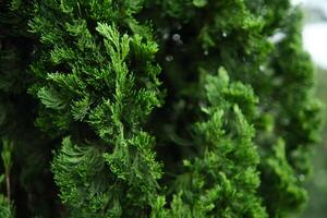 Close-up of Green Juniper Bush Showing Needle-like Foliage Texture photo