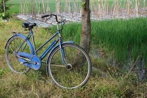 Vintage Blue Bicycle Resting by Tree Near Green Rice Paddy Field photo