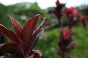 Close Up of Red Ti Plant with Water Droplets in Garden photo