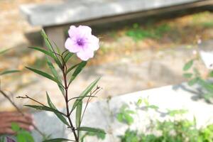 Close-up of Purple Ruellia Flower with Green Leaves in Garden Setting photo