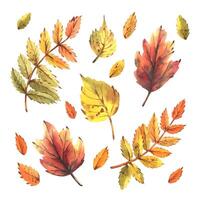A set of watercolor illustrations with colorful autumn leaves, rowan, maple, birch, hand-drawn juicy, bright, textured. Ideal clip art for seasonal decor, compositions, invitations and paper products. vector