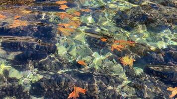 Autumn leaves floating on clear water with reflections, creating a serene and natural background video