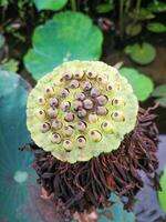 Close-up view of lotus seeds in a pond. photo