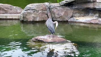 Grey heron cleaning feathers on rock in pond video