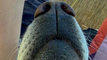 Whiskered canine snout amid rustic tapestry, hints of serendipitous Groundhog Day charm, obscure canine appreciation festival allure photo