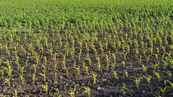 Rows of vibrant young corn sprout towards the sky, symbolizing abundance during Lammas and Sukkots celebratory harvest photo