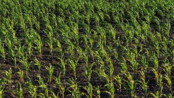 Emerald cornfield symphony under twilight, celebrating Lughnasadh and agrarian mythos, seedlings whispering secrets of growth photo