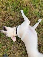 Joyous cream colored dog revels in grassy frolic, embodying canine euphoria, akin to playful jubilation on Dog Appreciation Day photo