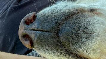 Serenely slumbering canine snout, whispers of dreamland, cozy tranquility, canine relaxation during National Pet Week, olfactory wonderland photo