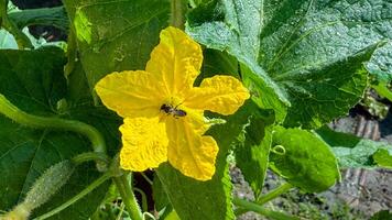A solitary ant navigates a sunlit yellow cucumber blossom, echoing natures intricate ballet and National Pollinator Week harmony photo