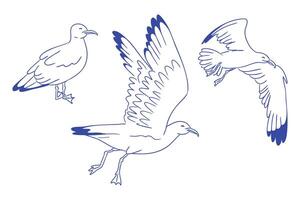 Seagull birds in different poses, hand drawn in simple linear style. Concept of freedom, seaside life and natural movement. vector