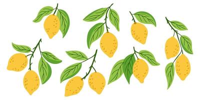 Hand drawn set of lemon branches with yellow fruits and green leaves, isolated on white background. Concept of freshness, summer harvest and healthy natural ingredients vector