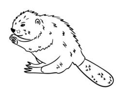 Beaver hand drawn in black outline style sitting and holding food on white background. Concept of wildlife, nature and forest animal life vector