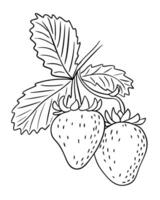 Hand drawn strawberry branch with two ripe berries and detailed leaves, isolated on white background. Concept of summer harvest, freshness and natural sweet fruit vector