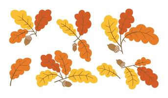 Oak leaves and acorns set hand drawn in colorful style on white background. Concept of autumn forest elements and natural seasonal design vector