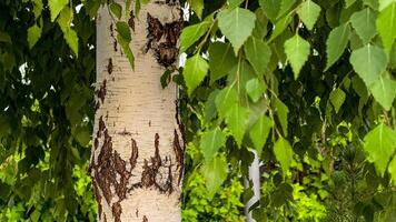Birch tree bark resembles a wolfs face, green canopy whispering secrets of Beltanes verdant embrace, enchanted forest photo