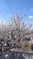 Blossoming apricot trees herald springs delicate symphony, reminiscent of Hanami celebrations and nuanced tales of renewal photo
