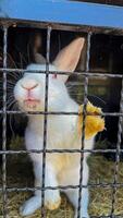 Caged rabbit yearning, whimsical gaze, golden paw against wire, reminiscent of Mid Autumn Festival, lunar lore, curious captivity photo