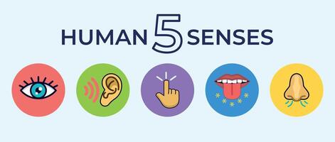 Five Senses Icon Set. Symbolic Design Representing Human Senses Sight, Smell, Hearing, Taste, and Touch vector