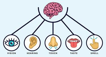 Infographic The 5 Human Senses and the Brain's Role in Sensory Processing vector