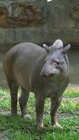 Tapir resting on forest ground video