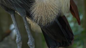 Grey crowned crane standing and preening in zoo enclosure video