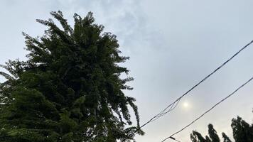 Jakarta City View Featuring Trees, Blue Sky, and Overhead Wires photo