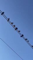 Flock of Birds Perched on an Electrical Wire Against a Clear Blue Sky video