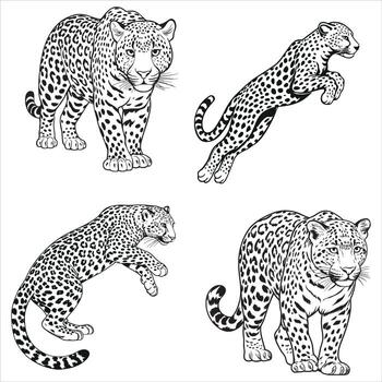 Black and White Leopard Illustrations Featuring Various Poses Standing Leaping Crouching and Walking with Graceful Details and Striking Spotted Patterns vector