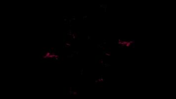A black background with red flowers in the middle video